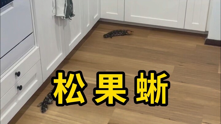 松果蜥，性格温顺，外形就像一个大松果！