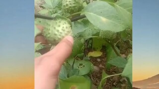 ada yg tau buah apa yaa? 🤔