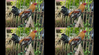 birds