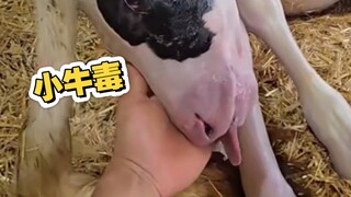 العجل حديث الولادة لا يخاف من النمر