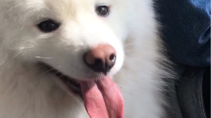 Hari yang menyenangkan bagi Samoyed!
