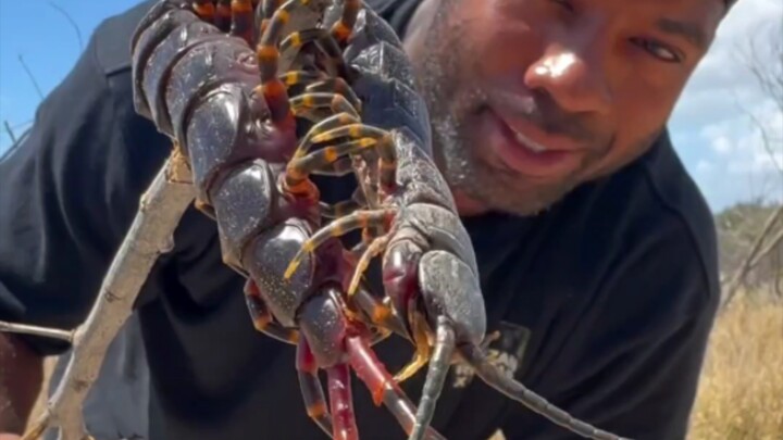 Close-Up Footage of an Over-the-Top Giant Centipede!