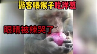 游客请猴哥吃东西，吃完后留下了感动的泪水。