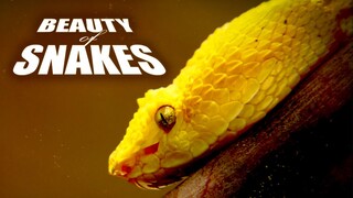 Beauty of Snakes   Documentary