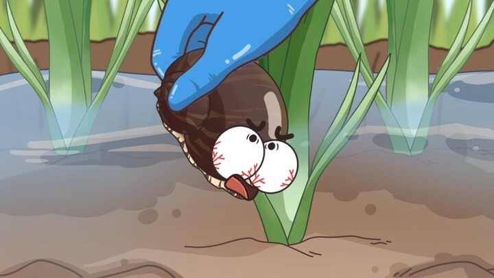 Ternyata siput sawah telah digantikan oleh siput mutiara!