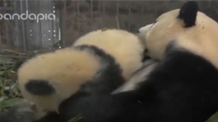 (Binatang)Ibu panda mencium bayinya