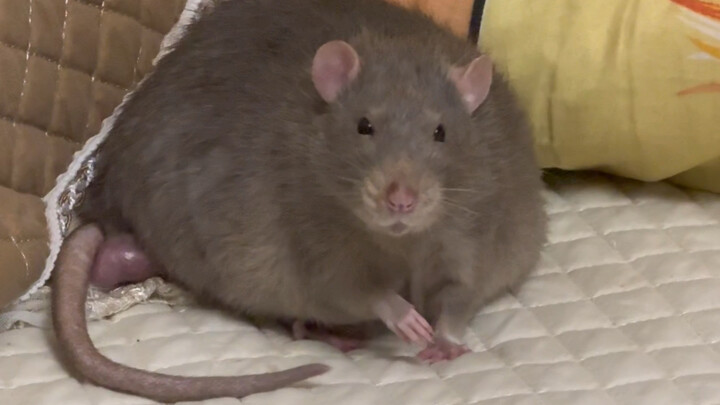 Tikus besar dari keluarga siapa nih?