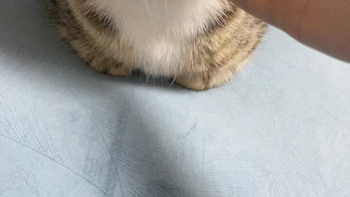 Click to watch a kitten regrow its limbs
