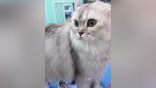 🍃 Yêu quá 😽😽🥳🥳😻😻😻 Có thứ gọi là đam mê ngắm nhìn 🥰 Pet Tiktok meocute Meow fyb xuhuong