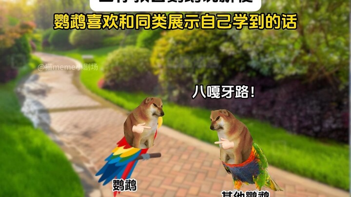 Khi bạn dạy vẹt nói meme mới