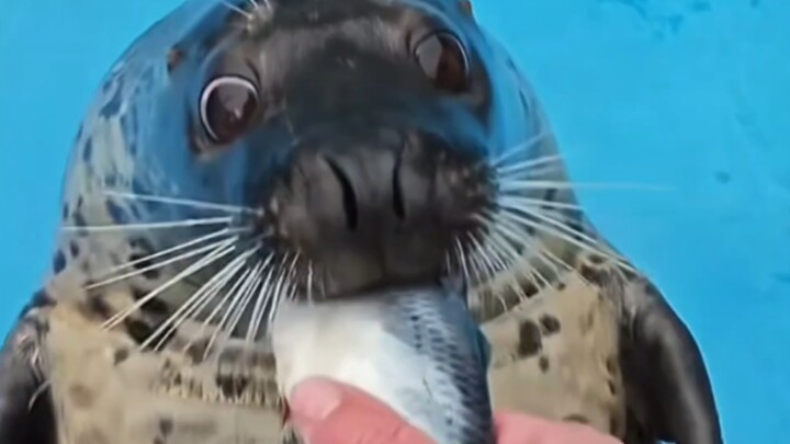 So it turns out seals have a hidden tail…