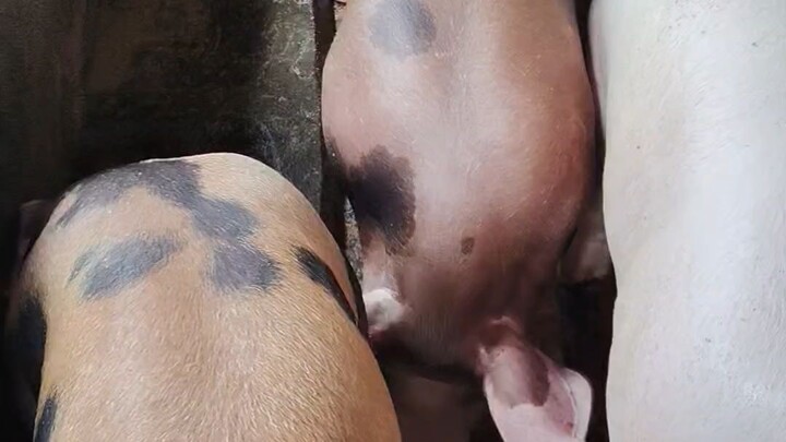 #backyard #pig #farming