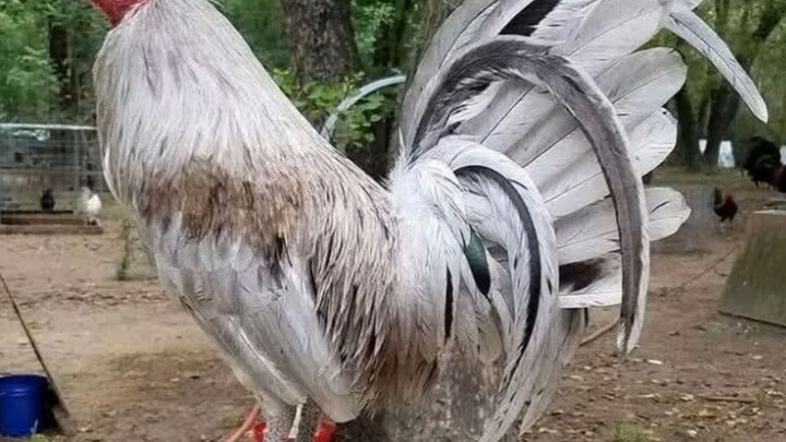 Toppy x Joe Goode Grey(sonny lagon) first win (1ST OFFSPRING)