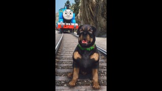 Chop Meets Thomas The Train #shorts