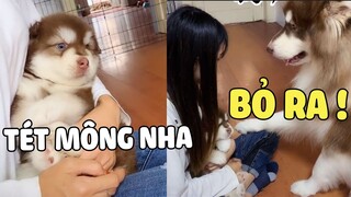 Thấy Qua BABA Thương Con Gái Rượu Như Thế Này Chưa? 😘 | Pets TV