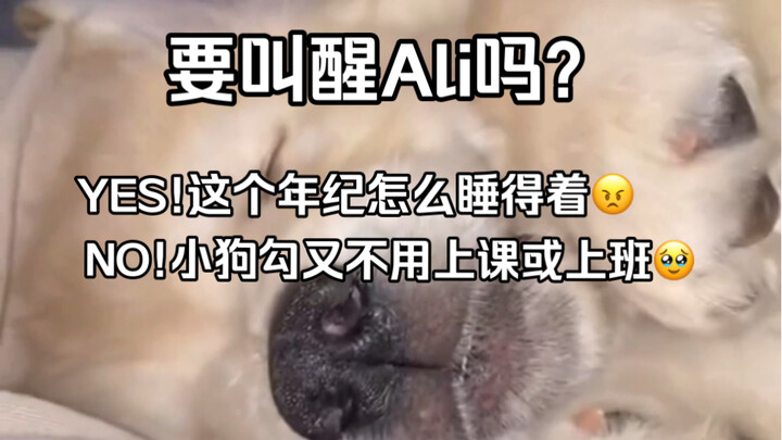 มาร่วมวิจารณ์หน่อย มาปลุกเจ้าหมาซิ่วโกวตัวนี้ดีไหม?