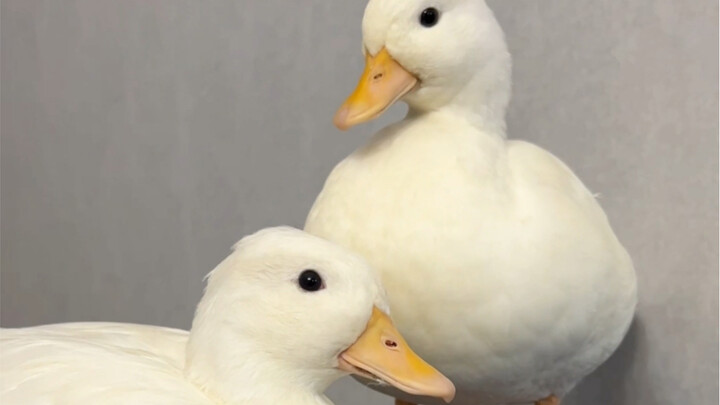 There is no egg in the fortune telling