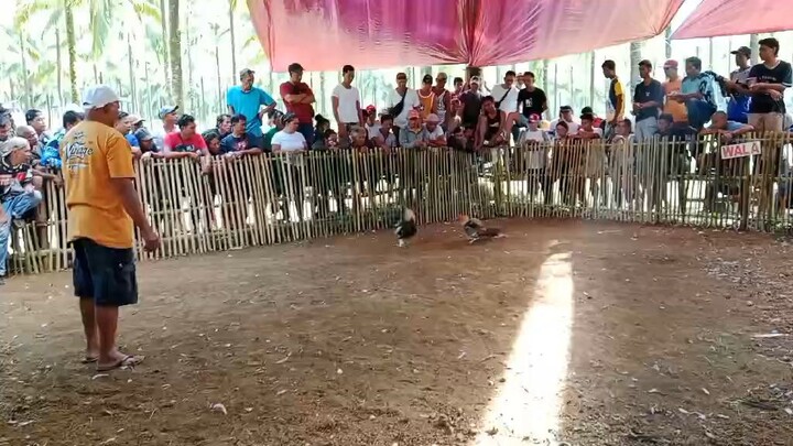 bulik green legged vs talisay puti paa
