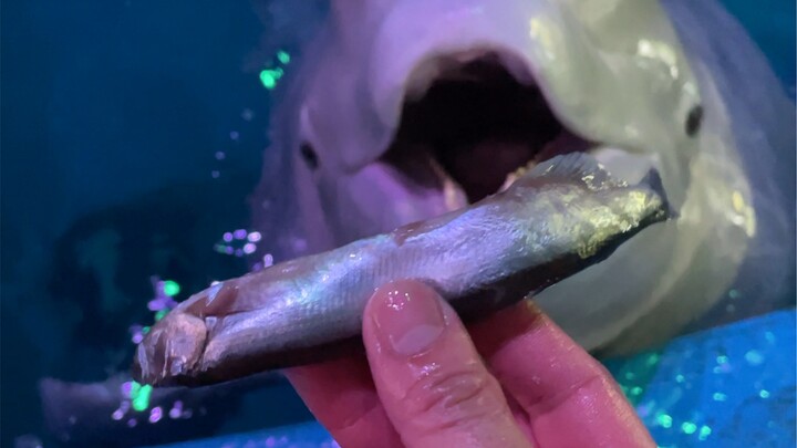 Versi asli makan ikan