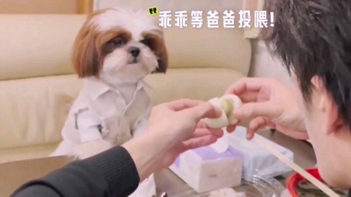 Tan Xiaochai really looks so much like a human now—getting more and more human! He even eats at the 
