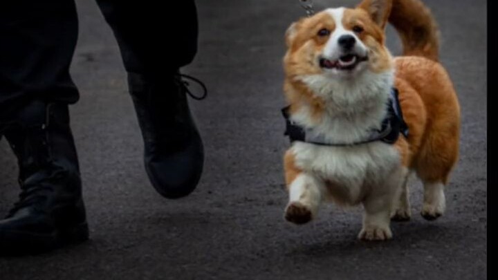 Fuzai’s Journey to Securing a Public Sector Job: The Double-Standard Dad