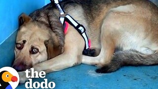 สุนัขกู้ภัยซ่อนตัวอยู่ที่มุมห้องจนกว่าคนที่เหมาะสมจะเข้ามา ศรัทธาโดโด = ฟื้นฟู