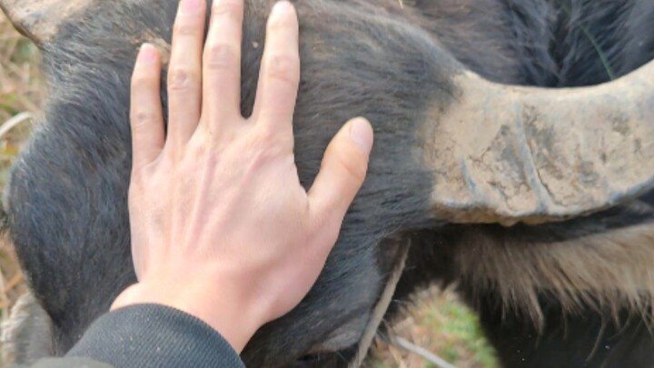 Watching the three little cows quietly chew their cud—such a peaceful moment that even the herding k