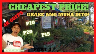 MURANG BILIHAN NG HOUSE PLANTS | Ornamental Plants in Bay Laguna | 3 J & L Garden