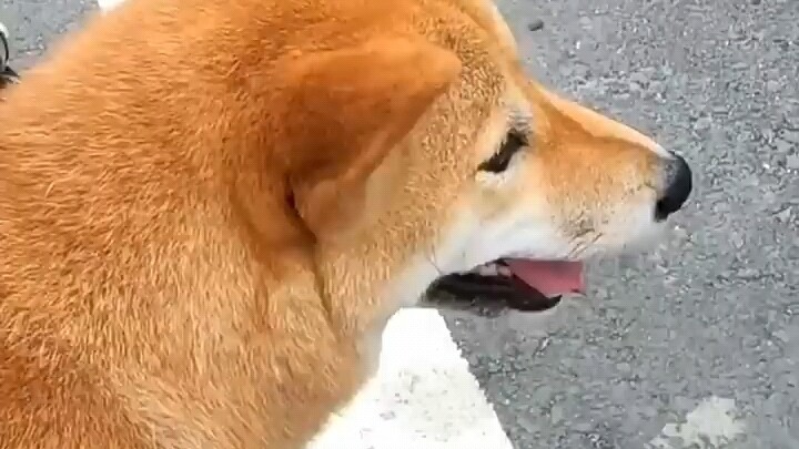 อย่าให้เจ้าชิบะน่ารักหลอกล่ะ!