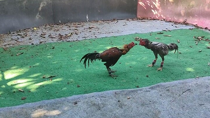 เจ้าทองตรีศูลคมๆมันๆ