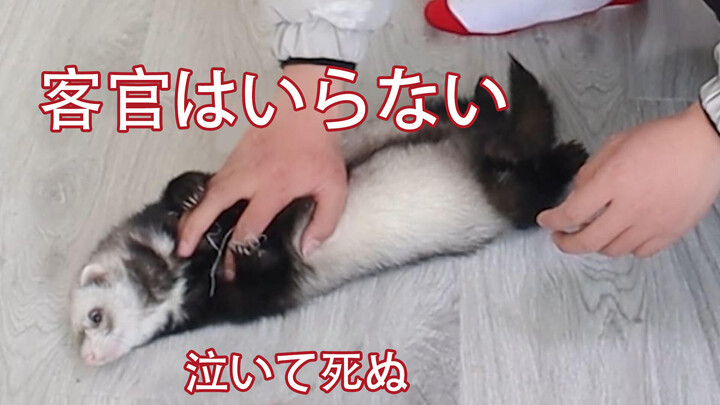 Ferrets as pets