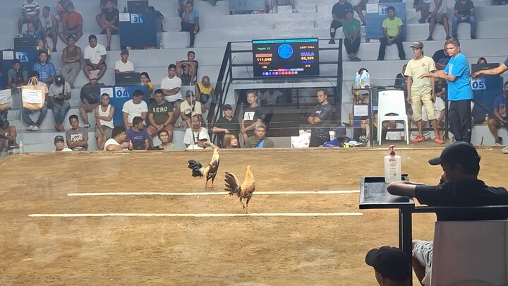 9-month old Grey win. Unscathed