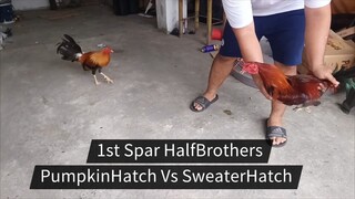 YLH x PumpkinHatch vs YLH x 5kSweater HALFBROTHERS