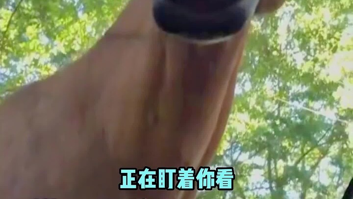 When you wake up from your nap while camping, you find a horse staring at you.
