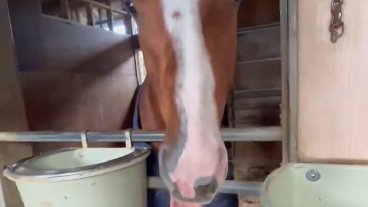 [2025.1.27] Tongue-out cuteness lures the two-legged beast over, but it still refuses to be pet (Tai