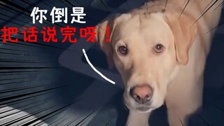 把狗子看急了：当你只把话说到一半，狗狗会有什么反应？