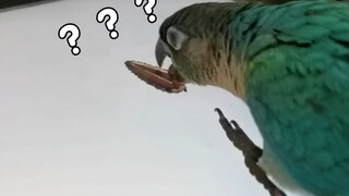 当我画一颗瓜子哄骗小鸡……