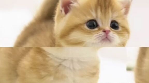 Lagi capek capek nya hidup, liat kucing macam begini 😂