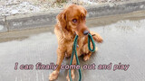 Binatang|Membawa Anjing Berjalan-jalan Saat Turun Salju