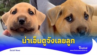 เอ็นดู ‘ลูกสุนัข’ ถูกตัวต่อต่อย หน้าบวมตุ่ย จนกลายเป็นไวรัล|Thainews - ไทยนิวส์|Social-16-SS