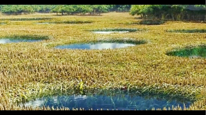 ในป่า กลับมีแอ่งน้ำและพังพอนเยอะขนาดนี้!