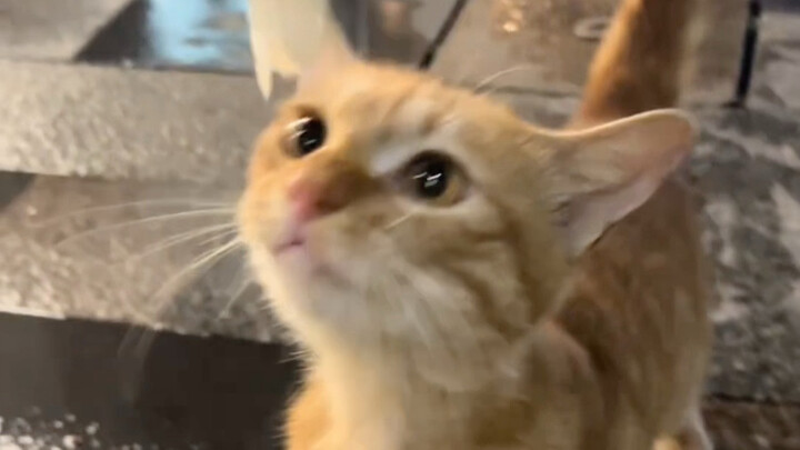 Ya ampun, dia lucu banget!