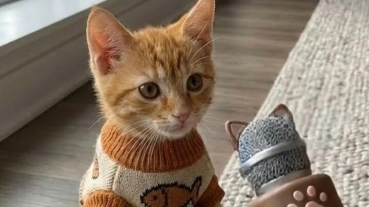Kucing kecil hampir mencapai 300 ribu pengikut