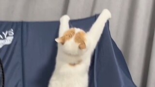【动物配音】咪不中嘞！