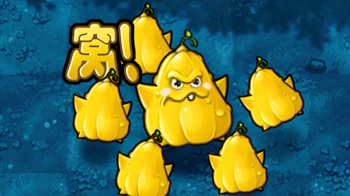 Hybrid Plant 544: Starfruit Squash!