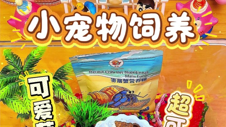 Bayi kepiting ermita yang menggemaskan datang nih