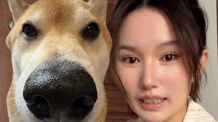 อย่าเชื่อชิบะอินุเด็ดขาด