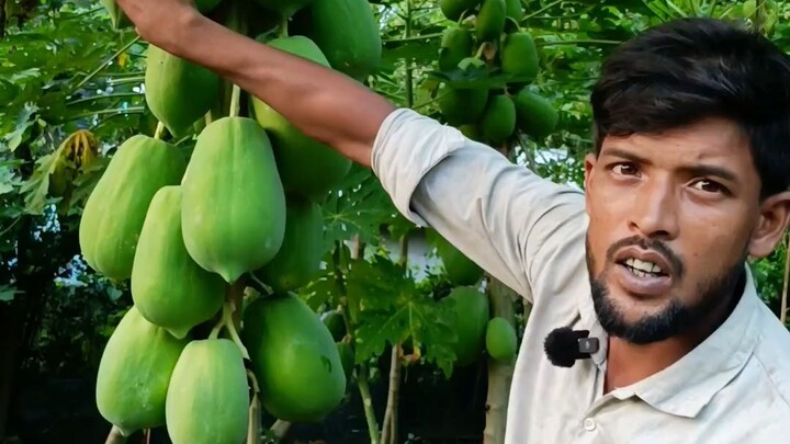 হাইব্রিকেট পেঁপে চাষ