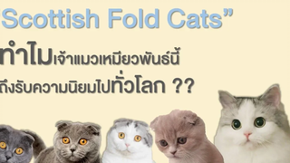EP1 “Scottish Fold Cats” ทำไมแมวพันธุ์นี้ถึงได้รับความนิยมทั่วโลก!!