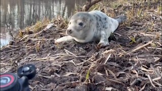 Finding a sea pup while filming 🥰